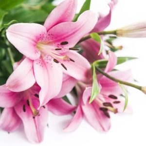 Asiatic oriental Lily