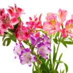 alstromeria easy flowers