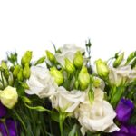 lisianthus come in a variety of colours purple white and pink delicate flowers
