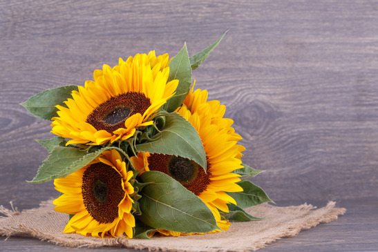 Easy flowers sunflowers
