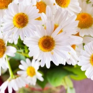 FarmGate Flowers | Wholesale Flower Market