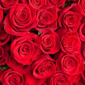 100 premium roses