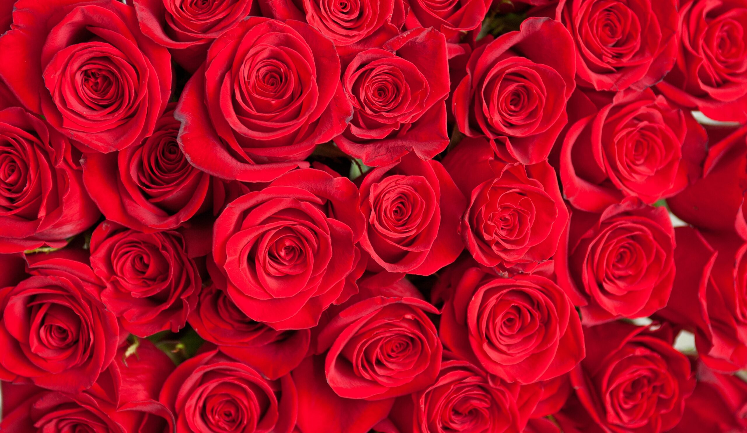 100 premium roses