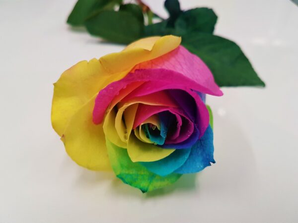 Rainbow Roses