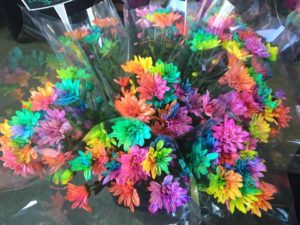 Rainbow-chrysanthemum-flowers-local toowoomba florist