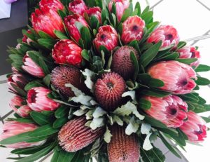 pink-ice-protea-australian-natives-local toowoomba florist