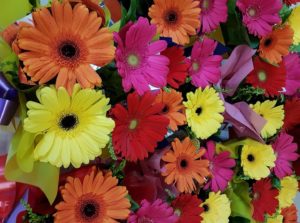 gerbera-wall-flowers-local toowoomba florist