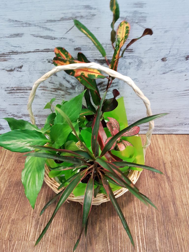 living plant gift basket