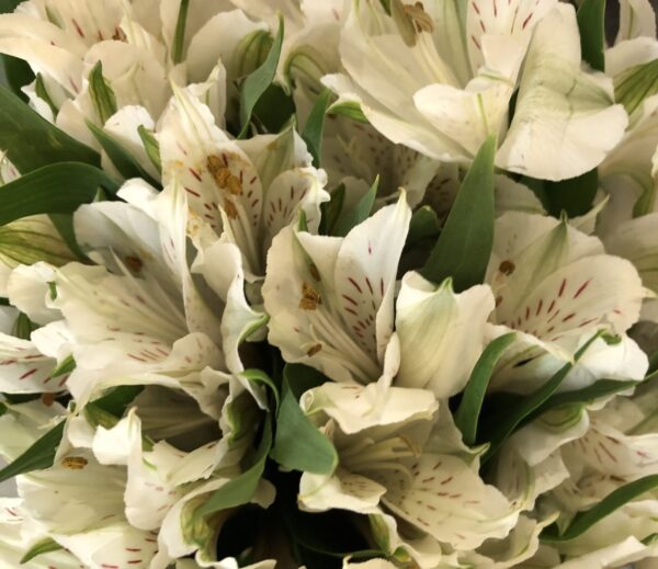 FarmGate Flowers | Wholesale Flower Market