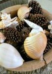 sea-shell-and-pine-cones